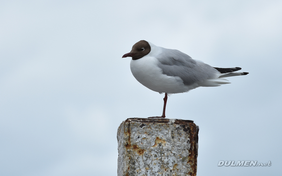Black-headed gull (Chroicocephalus ridibundus)